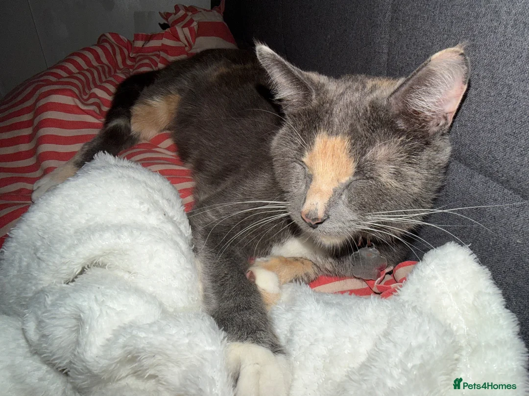 Mixed Breed cats for sale: 5 kittens for sale  - Advert 1