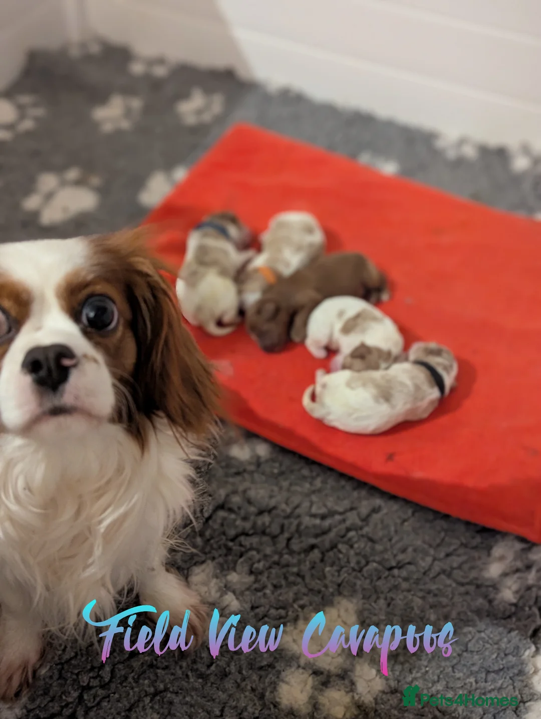 Cavapoo dogs for sale: F1 Cavapoo puppies, highly health tested parents  - Advert 32