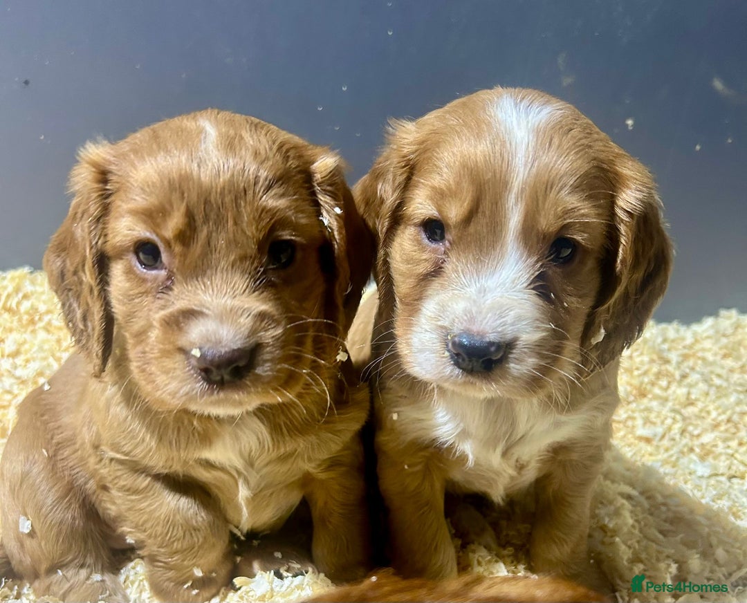 Cocker Spaniel dogs for sale: Outstanding litter of cocker spaniel puppies  - Advert 4