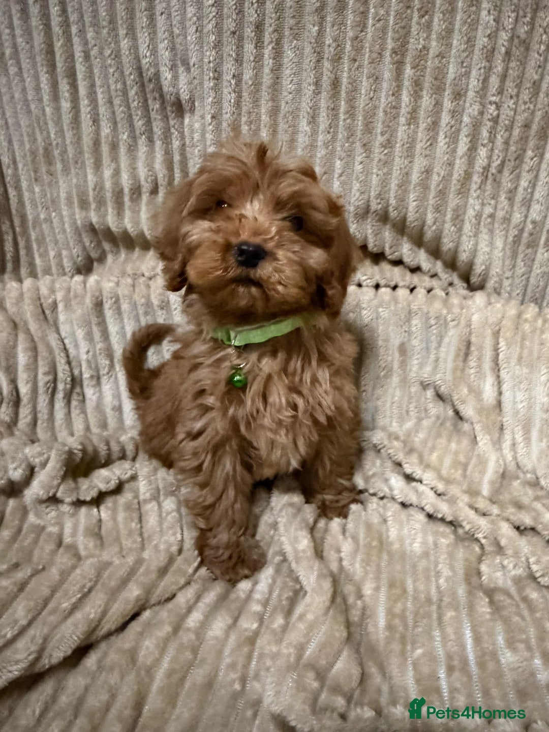 Cockapoo dogs for sale: Red Cockapoo  - Image 8