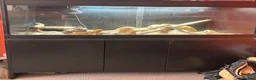 Bearded Dragon reptiles for sale: Full setup + bearded dragons  in Kingston upon Thames - Advert 4
