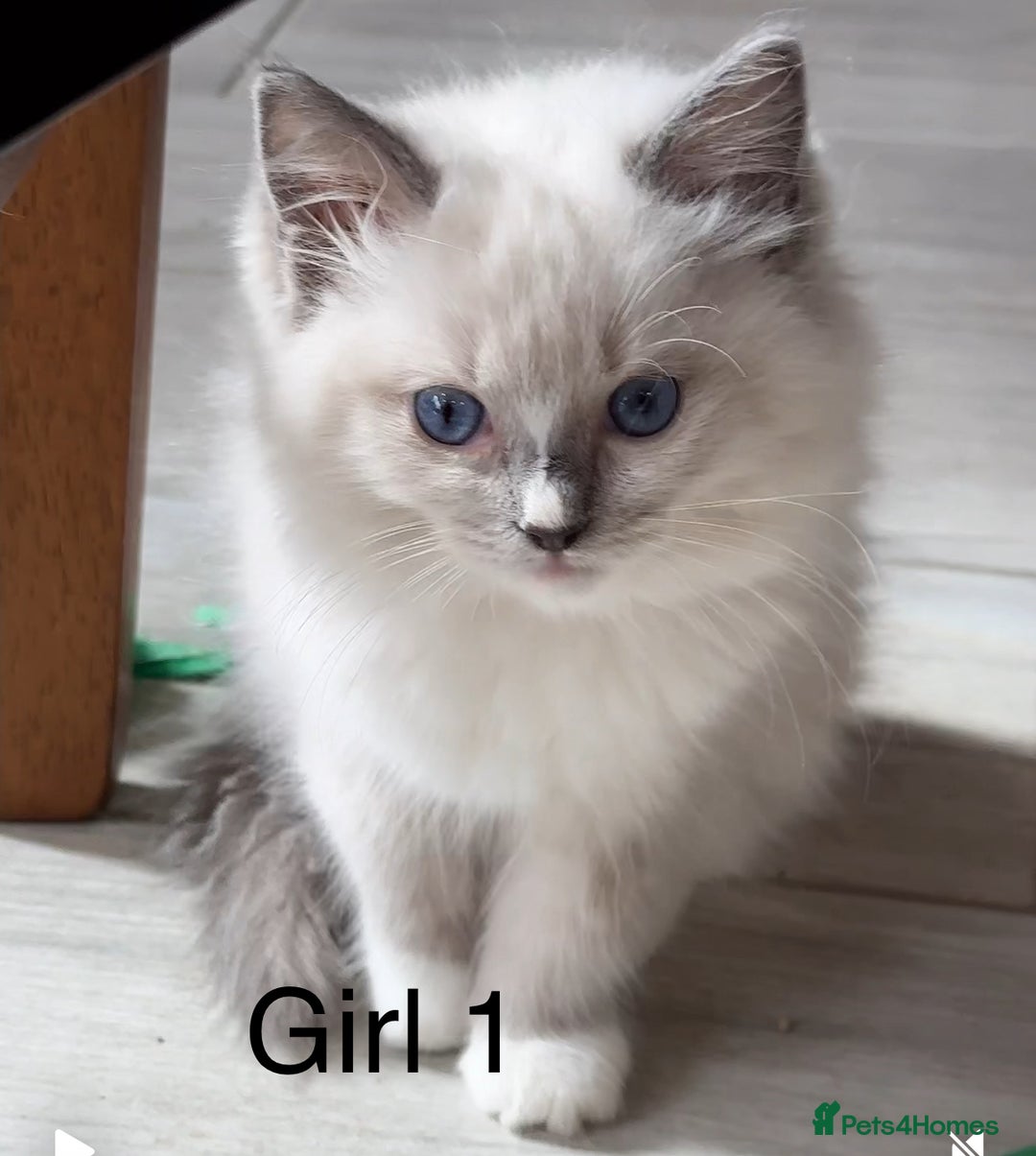 Ragdoll cats for sale: Beautiful Ragdoll kittens - Image 3