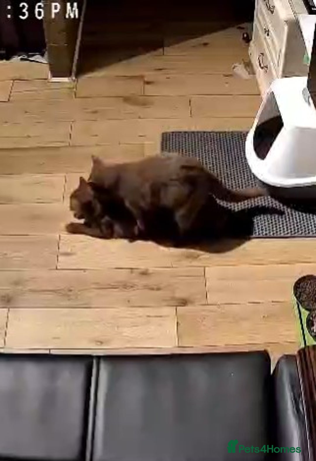 British Shorthair cats for stud: 💦CINNAMON🩸Blood B❣️GCCF & TICA 💙STUD only  - Advert 24