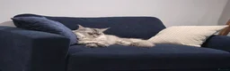 Maine Coon cats for sale: Nymeria - Advert 2