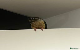 Conures birds for sale: Extremely clingy Green cheek conure - Image 4