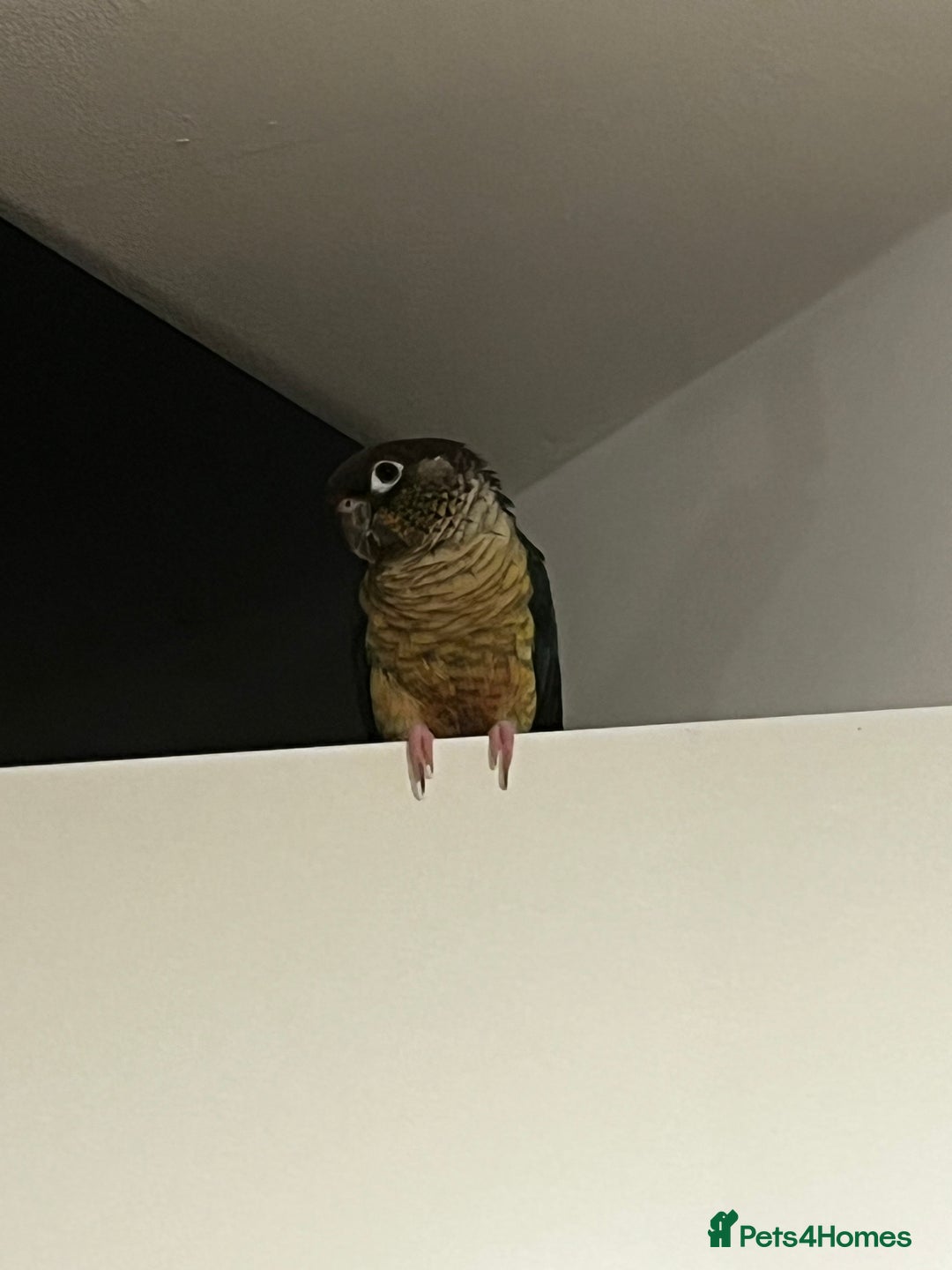 Conures birds for sale: Extremely clingy Green cheek conure - Image 4