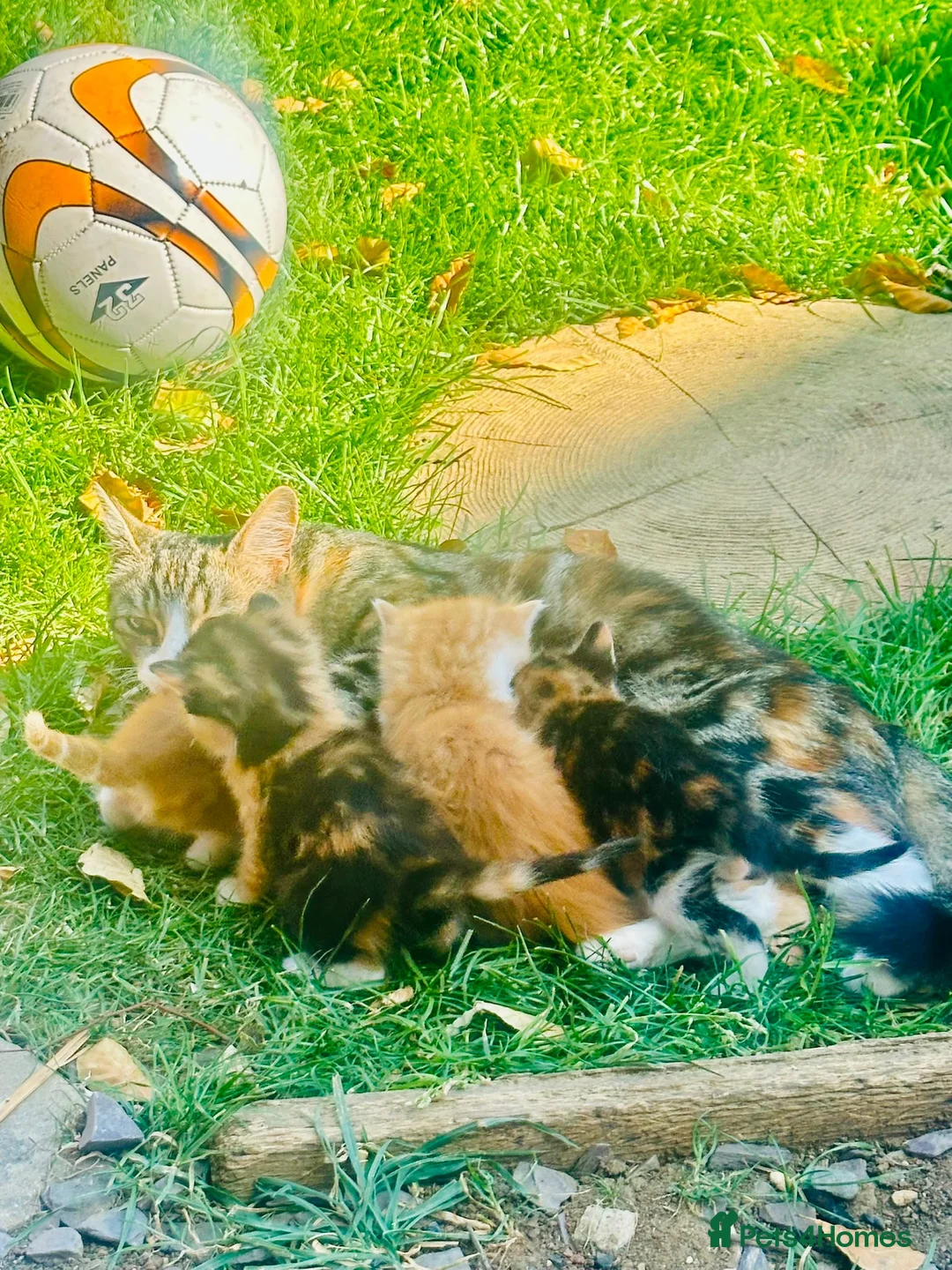 Mixed Breed cats for sale: Mixed breed kittens - Advert 28