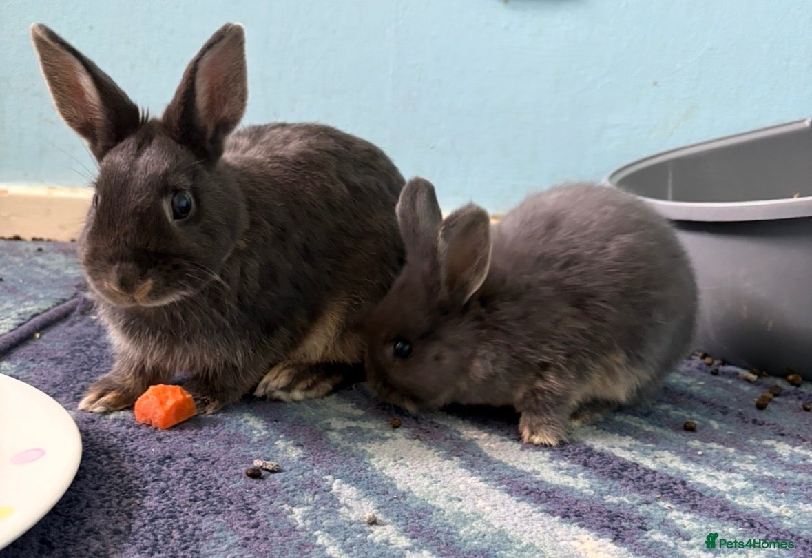 Netherland Dwarf rabbits Gorgeous Netherland Dwarf mix breed - Advert 17