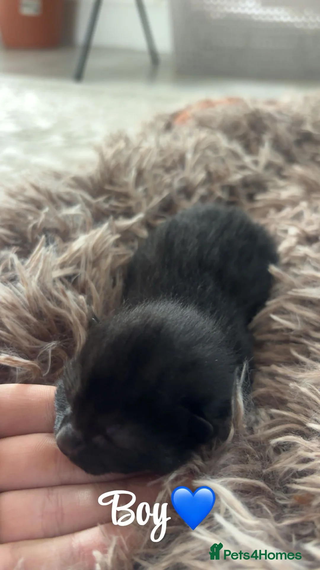 LaPerm cats for sale: Laperm kittens for sale🌸 - Advert 10