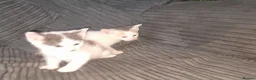 Mixed Breed cats for sale: 11 Adorable kittens 🐾 - Advert 11