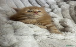 Ragcoon cats for sale: ⭐️RAGCOON FEMALE ⭐️ READY NOW - Image 10