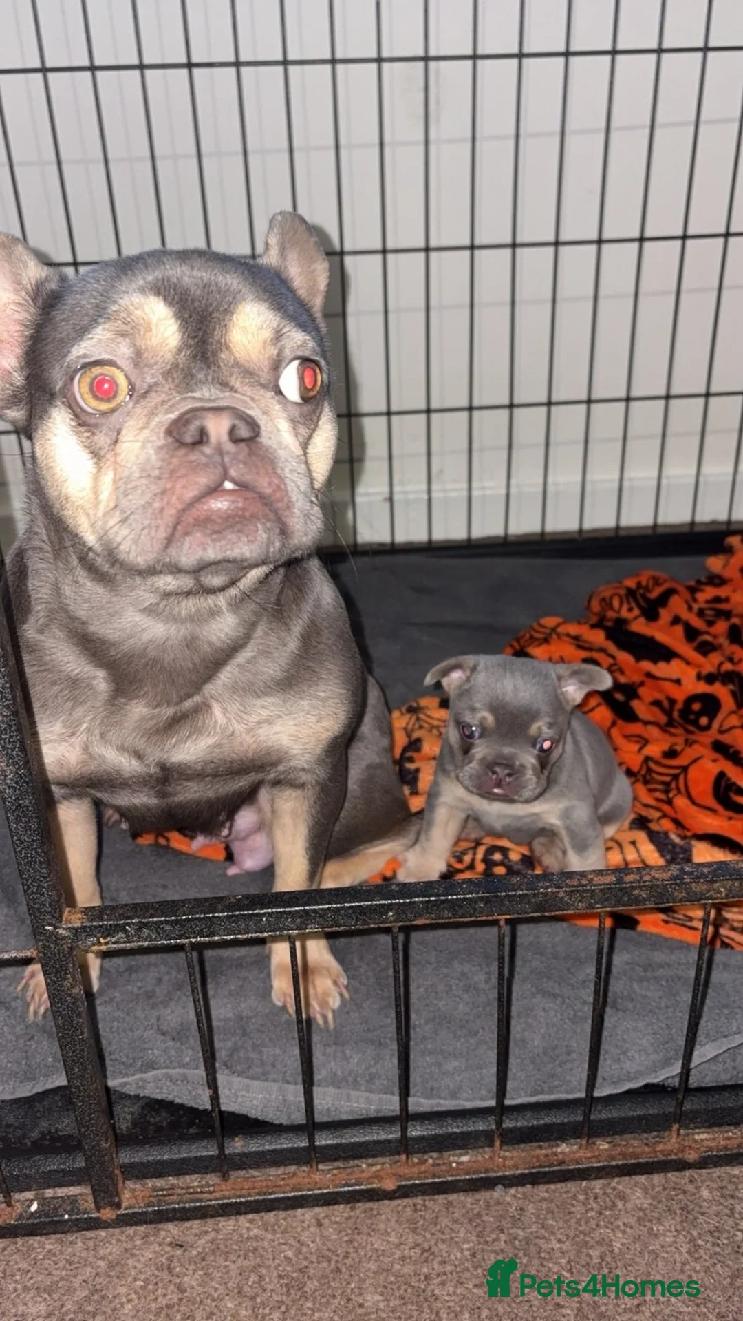 French Bulldog dogs for sale: Male French bulldog puppy in Walsall - Advert 2