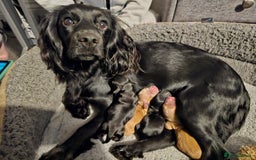 Cocker Spaniel dogs for sale: Beautiful cocker spaniel puppies - Advert 12