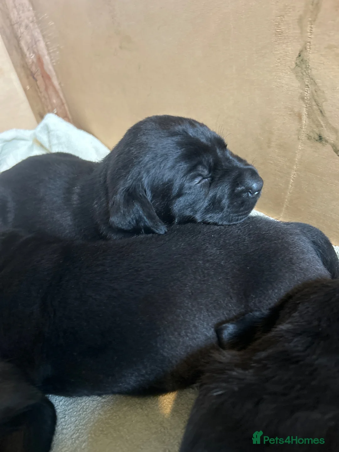 Labrador Retriever dogs for sale: Beautiful Kennel Club Registered Labrador Puppies  - Advert 7