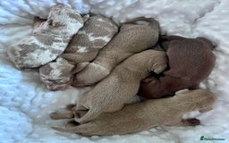Miniature Dachshund dogs for sale: KC Miniature Isabella Dapple Dachshunds - Image 4
