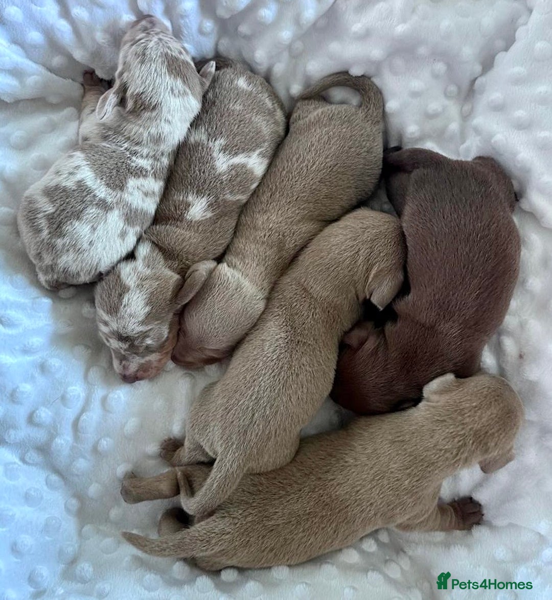 Miniature Dachshund dogs for sale: KC Miniature Isabella Dapple Dachshunds - Image 4