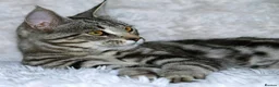 Maine Coon cats for sale: Maine coon X Cat - Advert 7