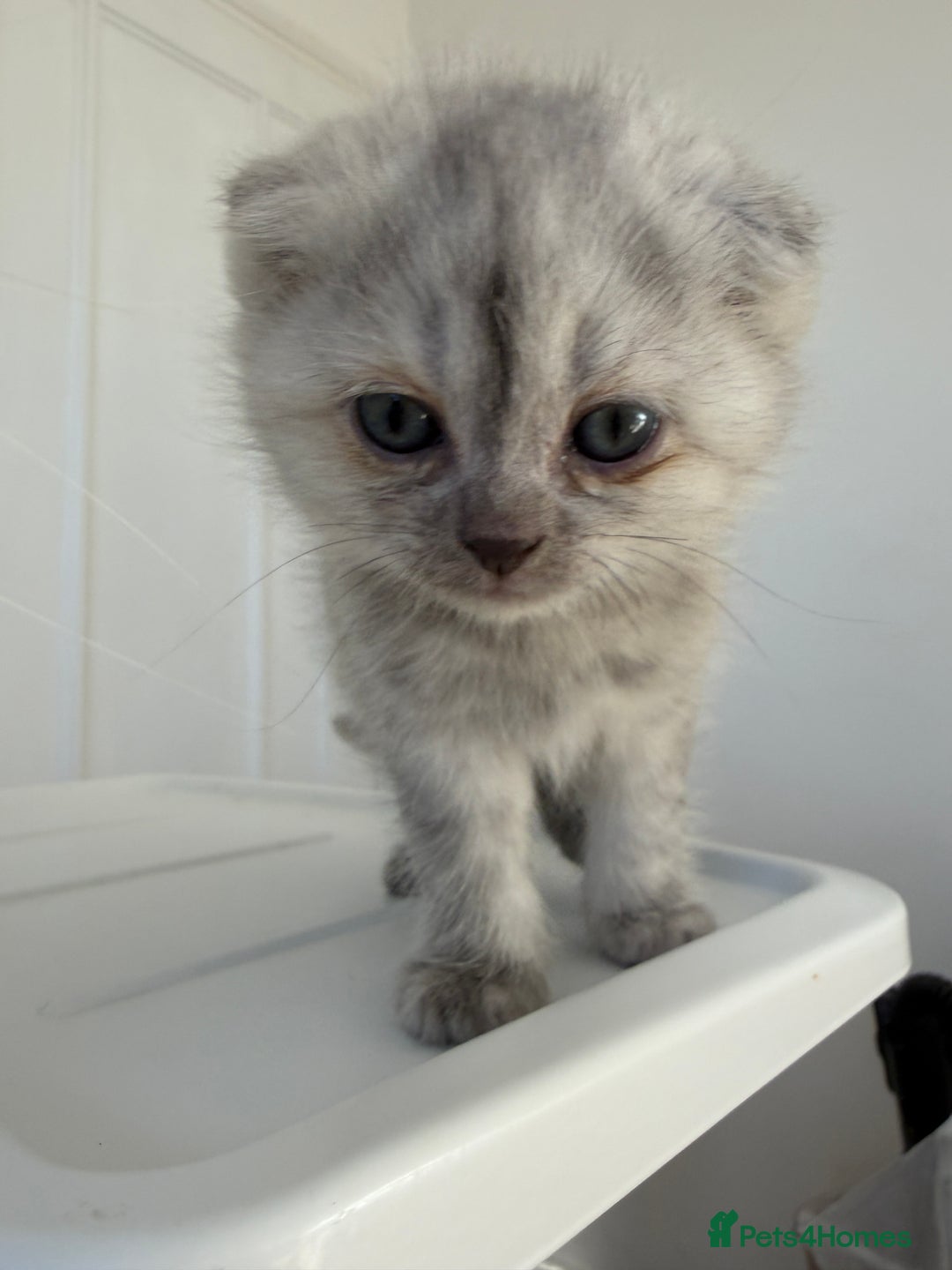 Scottish Fold cats for sale: Scottish fold/straight boy kitten - Advert 11