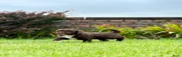 Spanish Water Dog dogs for sale: KC Spanish Water Dog Pups-Coastal Raised with ENS  - Advert 15