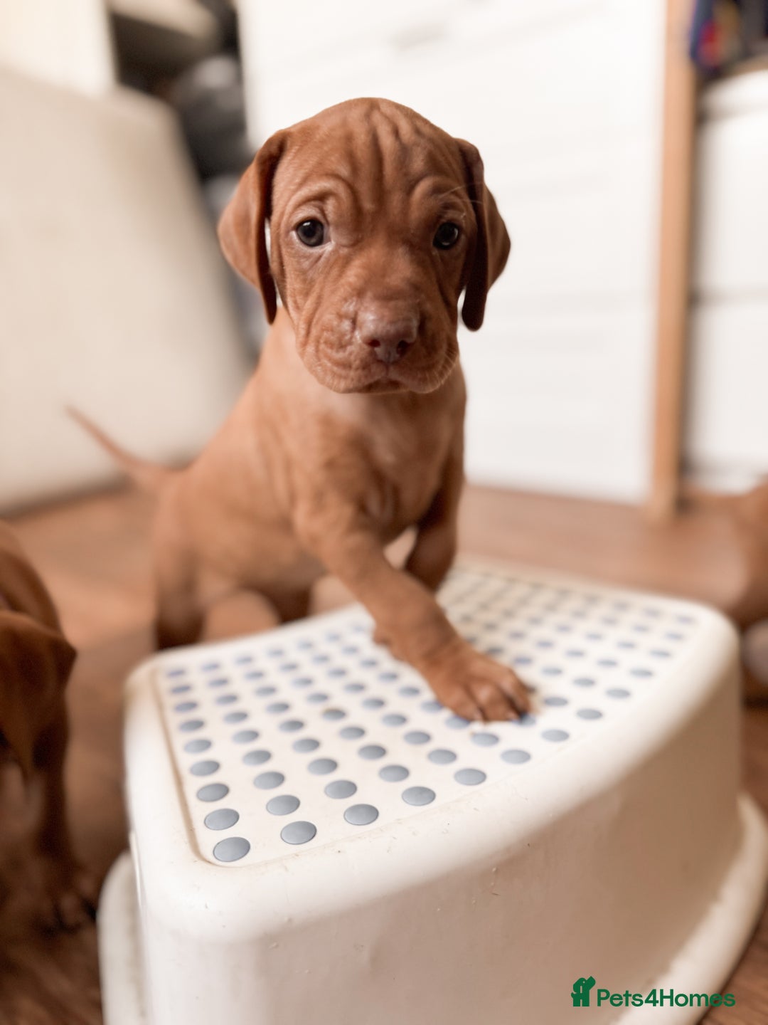 Hungarian Vizsla dogs for sale: The sweetest litter of 7 KC reg Vizsla pups - Image 2