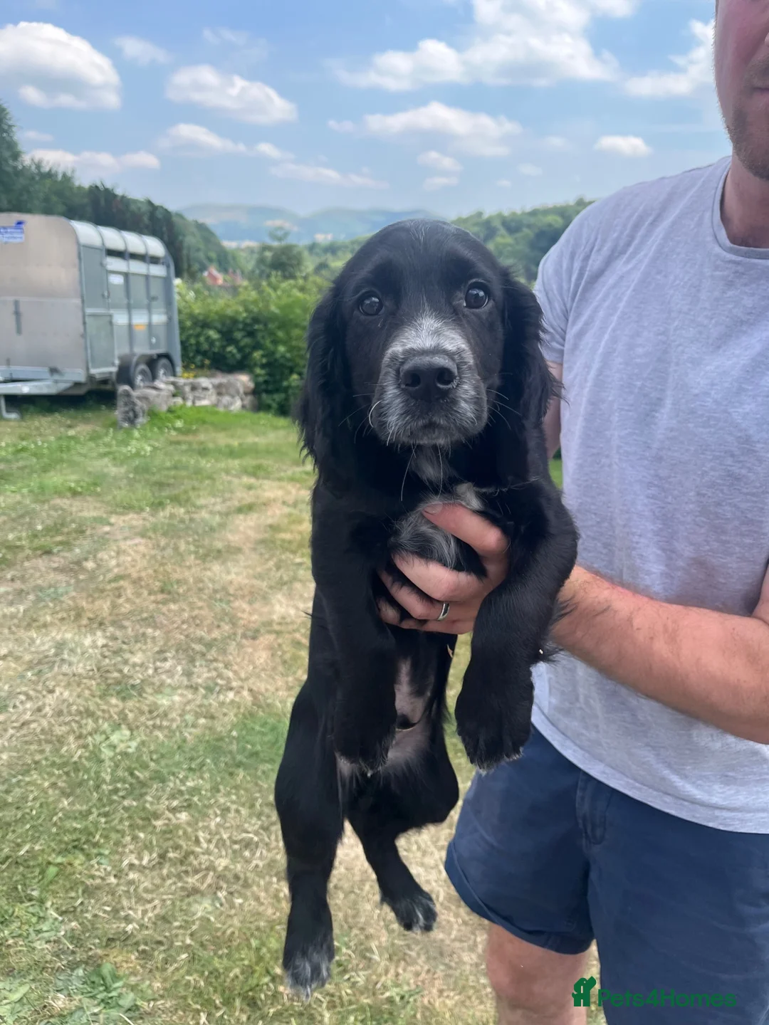 Cocker Spaniel dogs for sale: Very well-bred working Cocker available - Advert 2