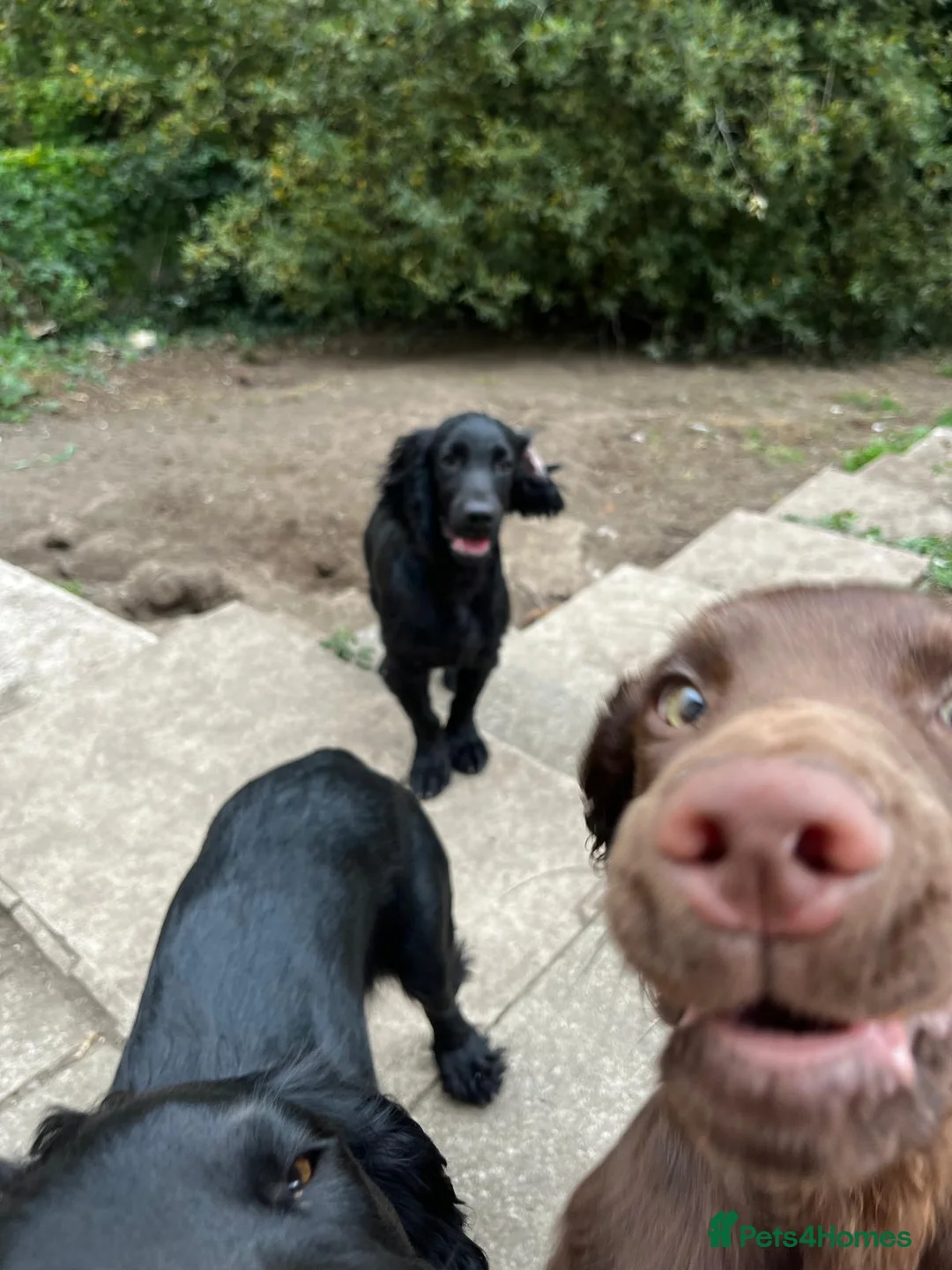 Cocker Spaniel dogs for sale: Cocker spaniel  in Newton Abbot - Advert 2