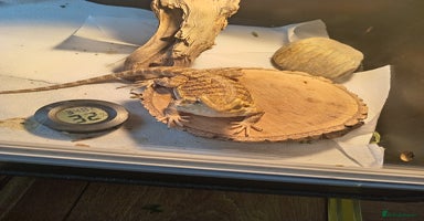 Bearded Dragon reptiles - Advert 2