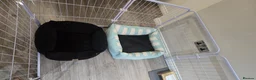 Labradoodle dogs for sale: Female F1 Labradoodle puppy with full setup in Wakefield - Advert 11