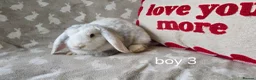 Mini Lop rabbits for sale: Mini lops for sale READY NOW - Advert 10