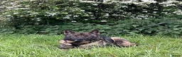 German Shepherd dogs for sale: Retiring 3 bitches & 1 male - Advert 16