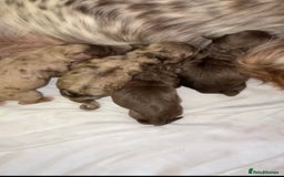 Cockapoo dogs for sale: Stunning F1 Cocapoos - Image 19