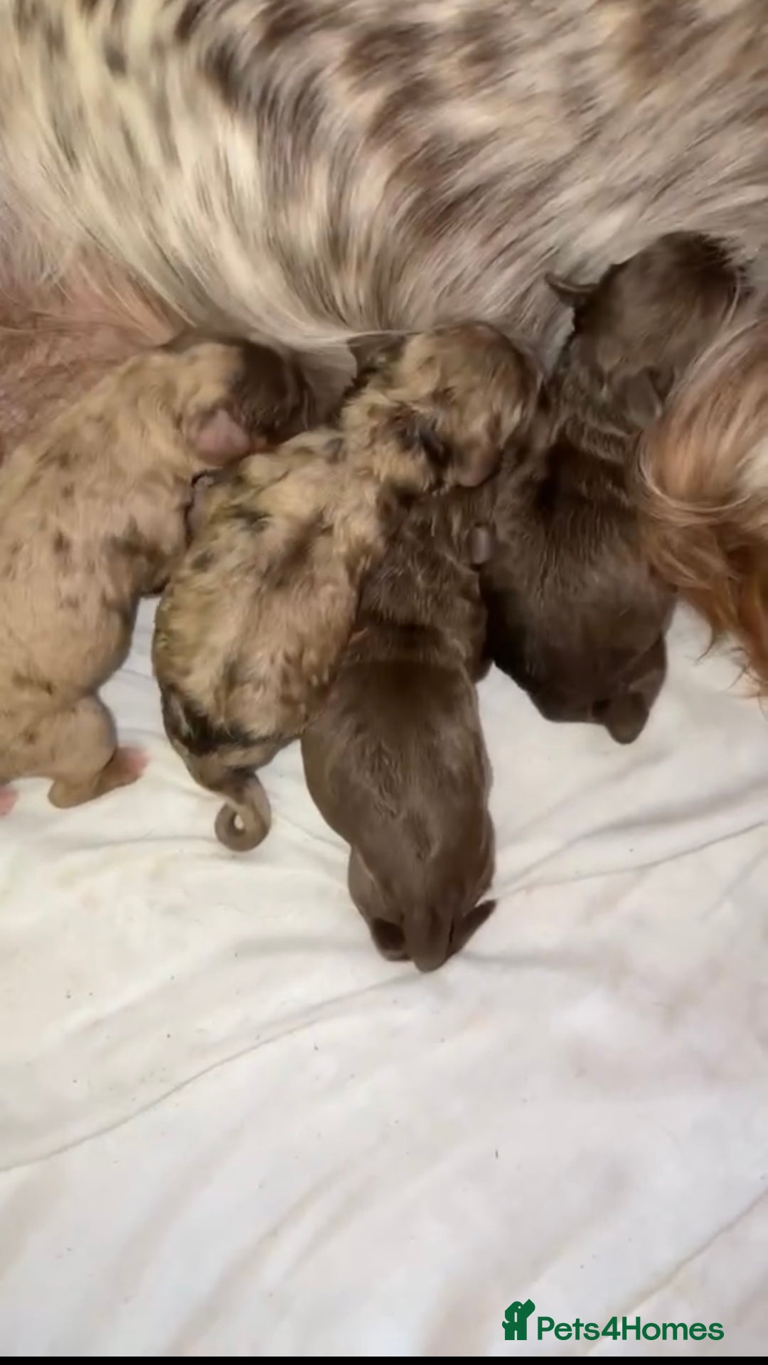 Cockapoo dogs for sale: Stunning F1 Cocapoos - Image 19
