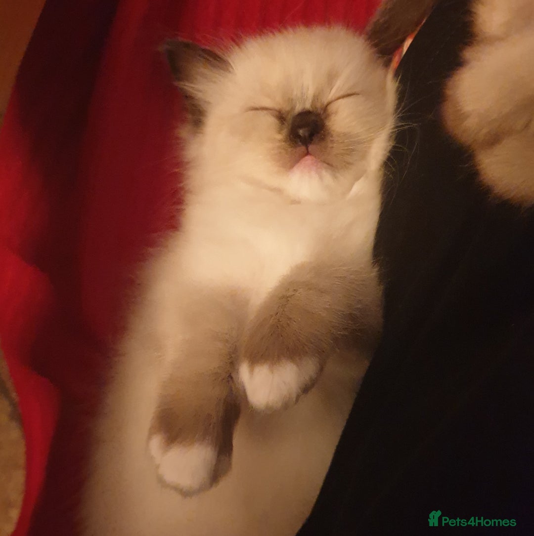 Ragdoll cats for sale: 4 beautiful ragdoll kittens for sale - Oxford - Image 14