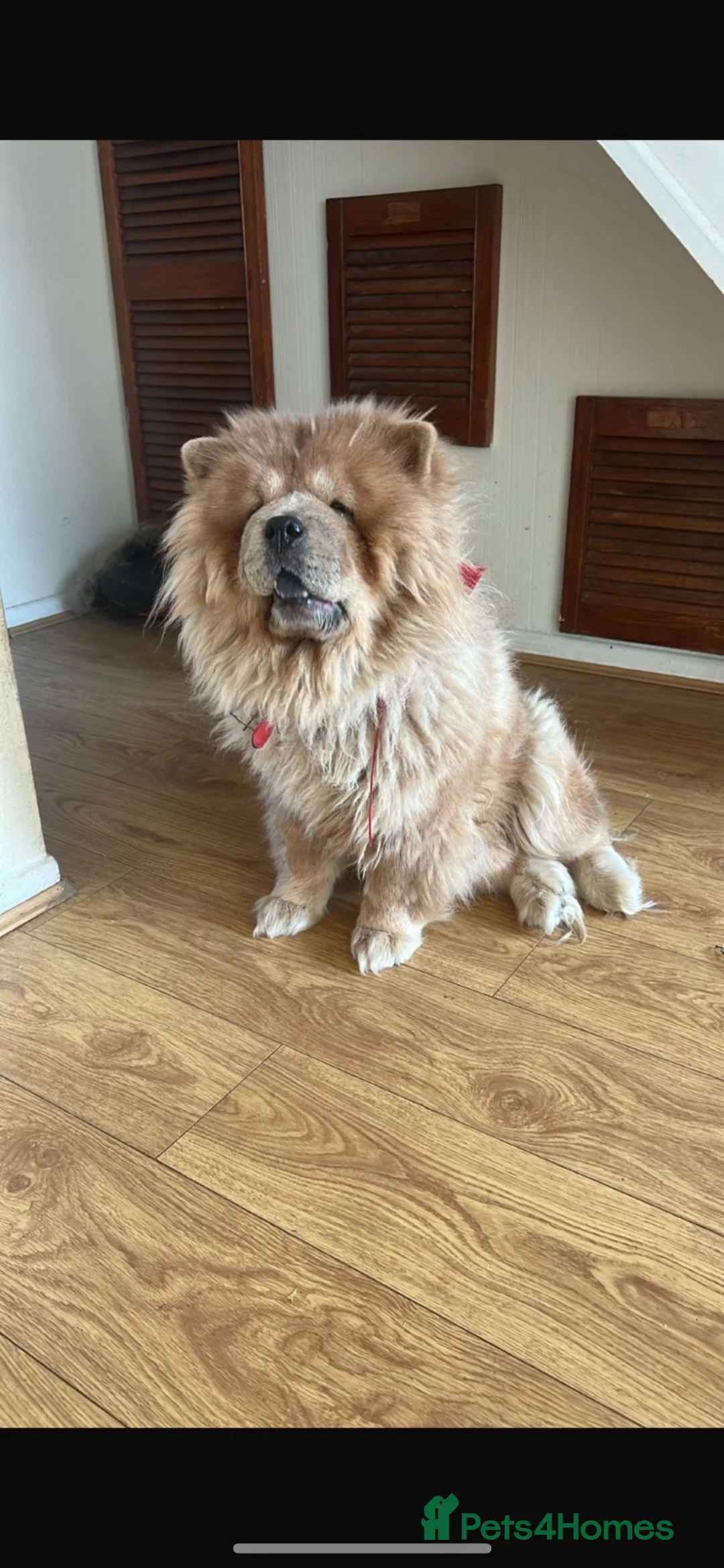 Chow Chow dogs for sale: 🐾 Toffee – 3-Year-Old Female Chow Chow 🐾 - Advert 1