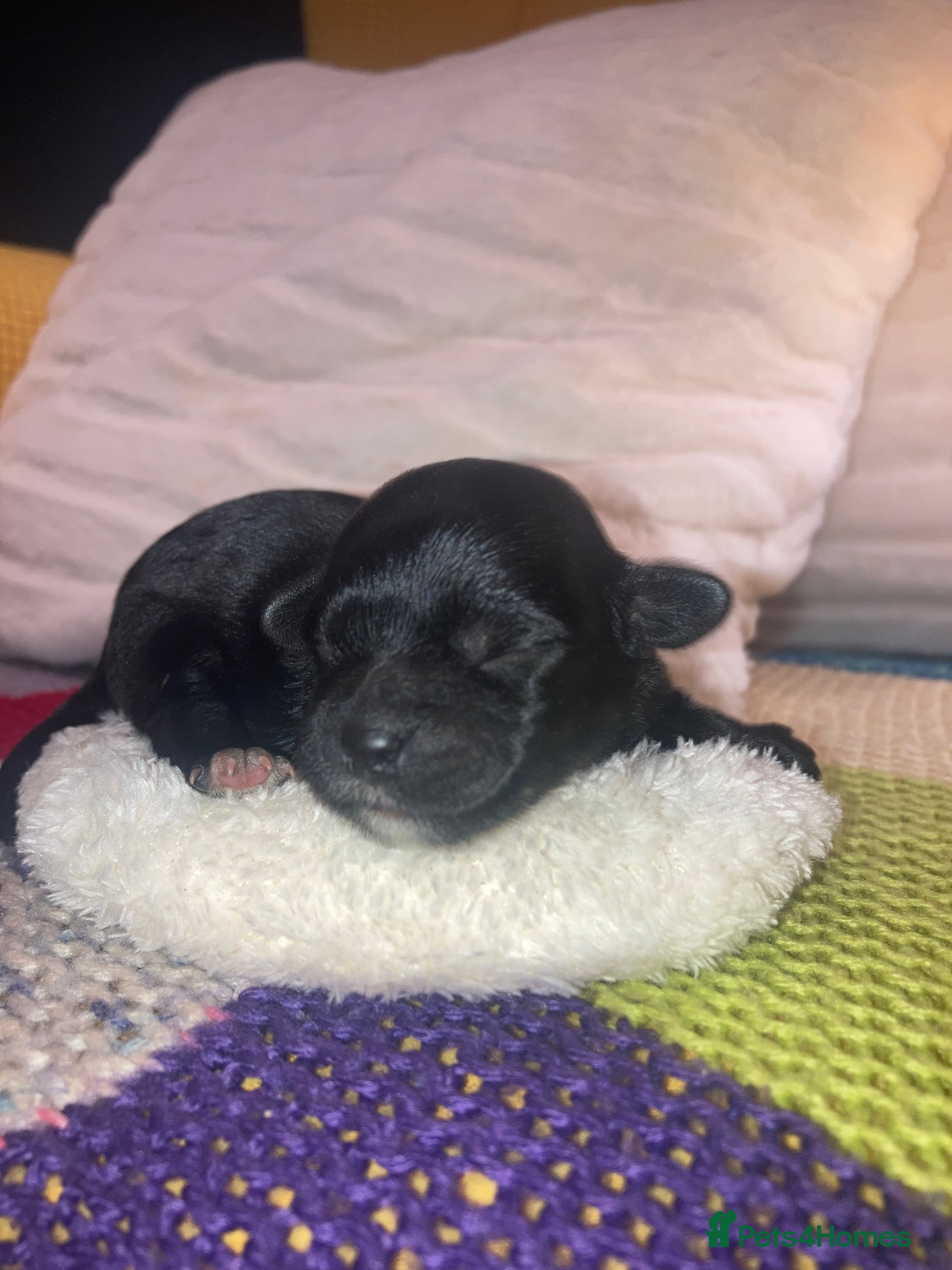 Shihpoo dogs Toy Shihpoo puppies  - Advert 17