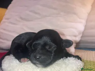 Shihpoo dogs Toy Shihpoo puppies - Advert 17