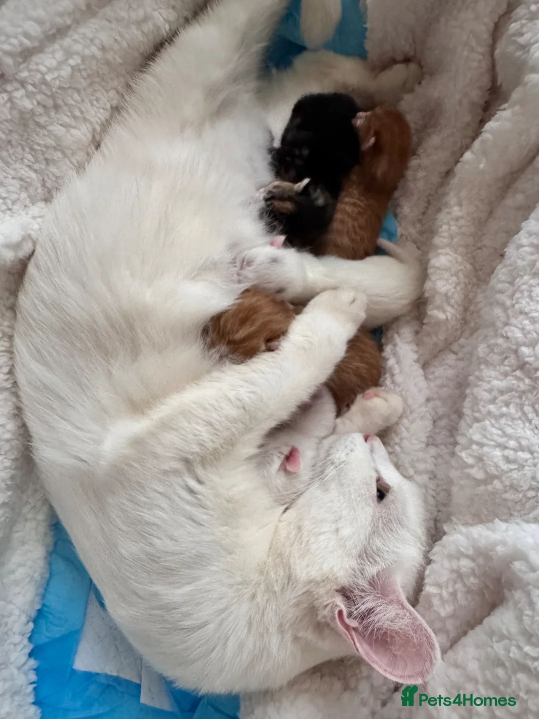 Mixed Breed cats for sale: Kittens for sale - Advert 7