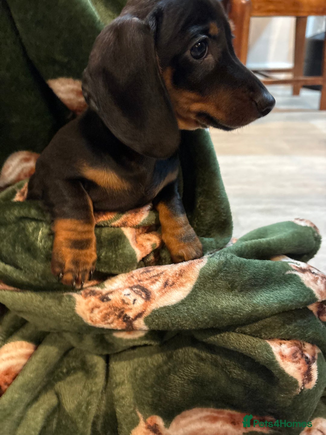 Dachshund dogs for sale: 5 stunning Dachshund puppies - Image 13