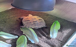 Tortoise reptiles for sale: Tortiouses  - Image 4