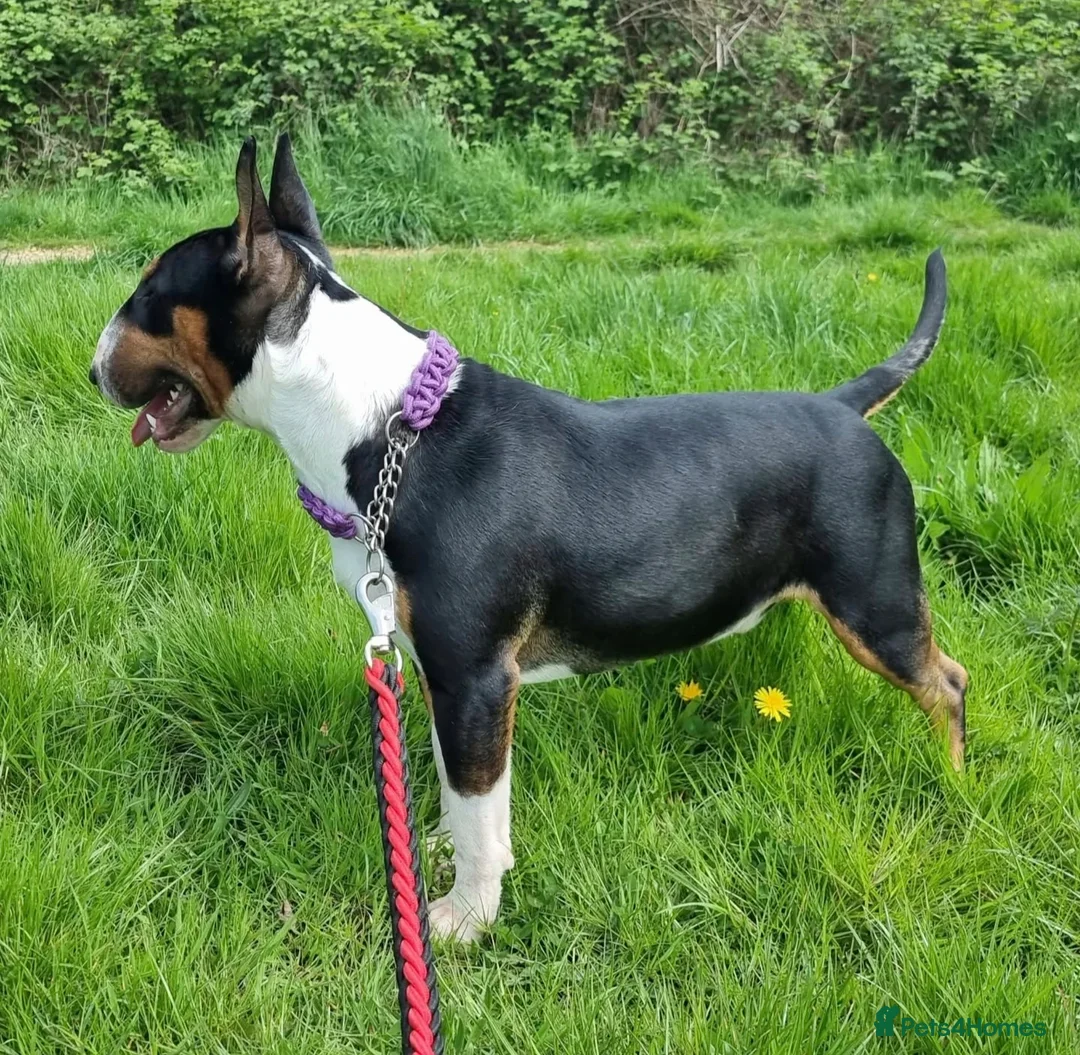 English Bull Terrier dogs for stud: KC registered stud - Advert 6