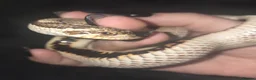 Snake reptiles for sale: Hognose & royal python ball python snake - Advert 7