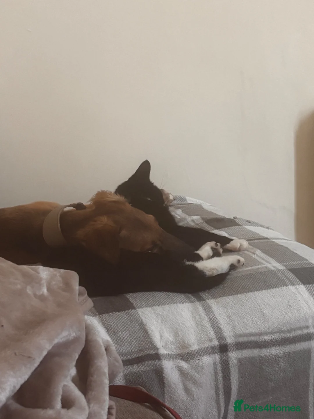 Mixed Breed dogs for sale: Felix in Cramlington - Advert 13
