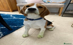 Beagle dogs for stud: Pedigree Beagle for Stud in Aldershot - Image 9