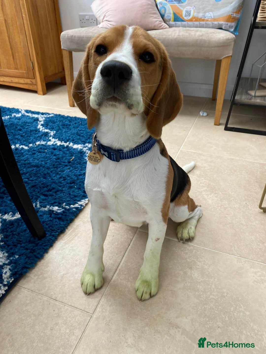 Beagle dogs for stud: Pedigree Beagle for Stud in Aldershot - Image 9