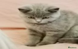 British Shorthair cats for sale: REDUCED LAST 4 REMAINING! TICA BRITISH SHORTHAIRS - Image 22