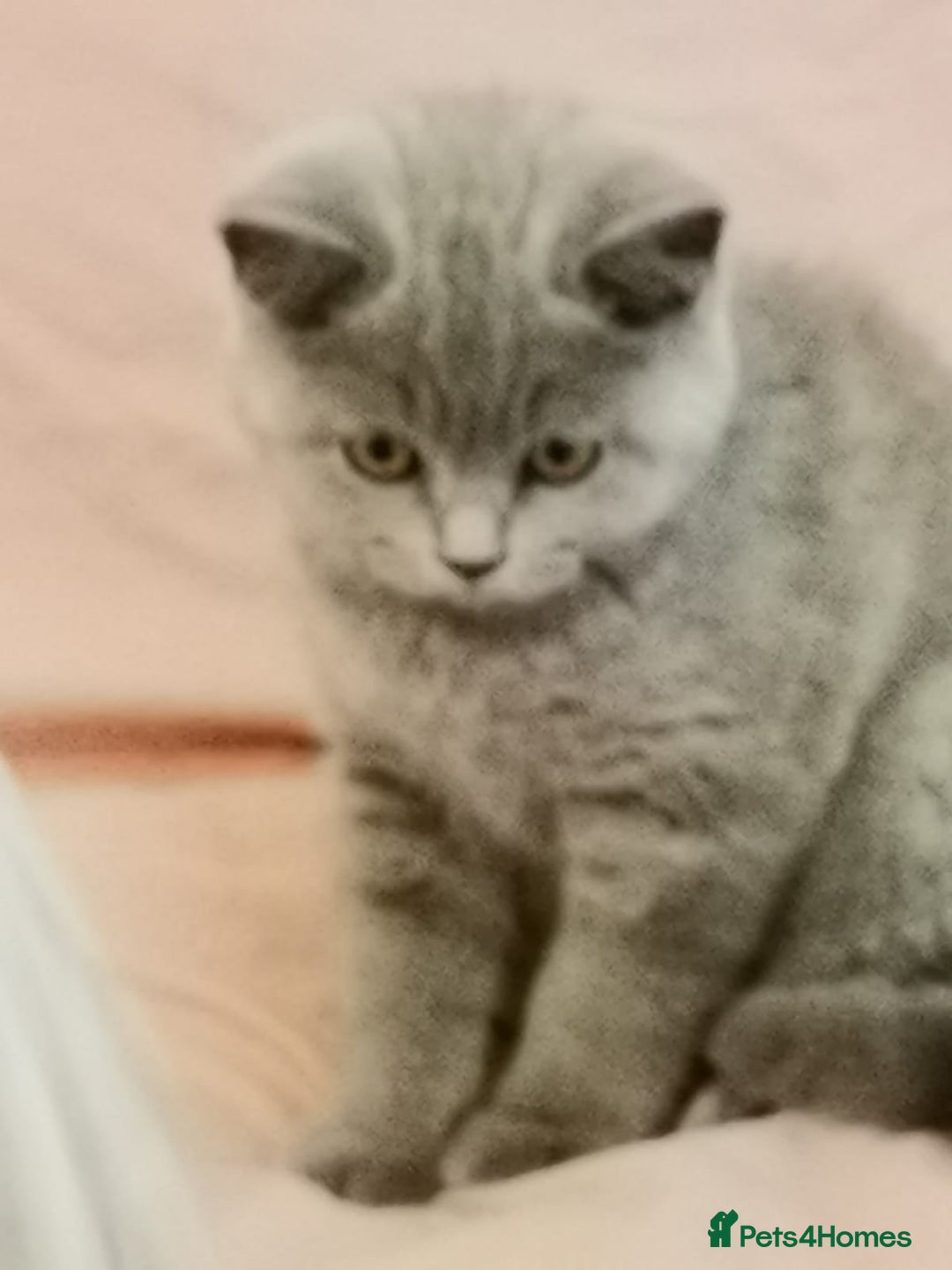 British Shorthair cats for sale: REDUCED LAST 4 REMAINING! TICA BRITISH SHORTHAIRS - Image 22