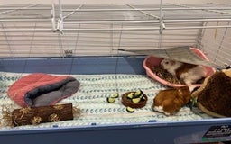 Guinea Pig rodents for sale: Pair of Female Guinea Pigs with cage - Image 13