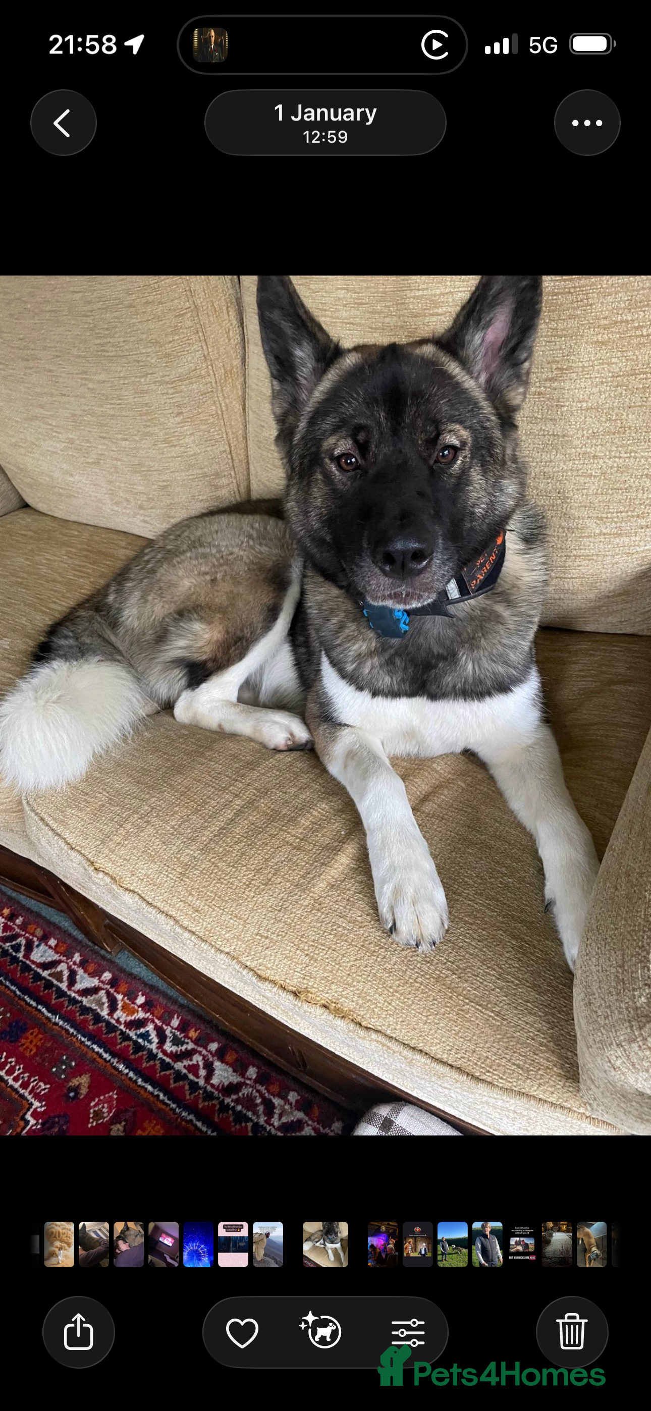 Akita dogs Sacha - Advert 2