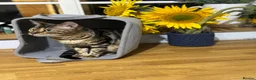 Bengal cats for sale: 2yo TICA Bengal Registered Rosetted Queen  - Advert 1