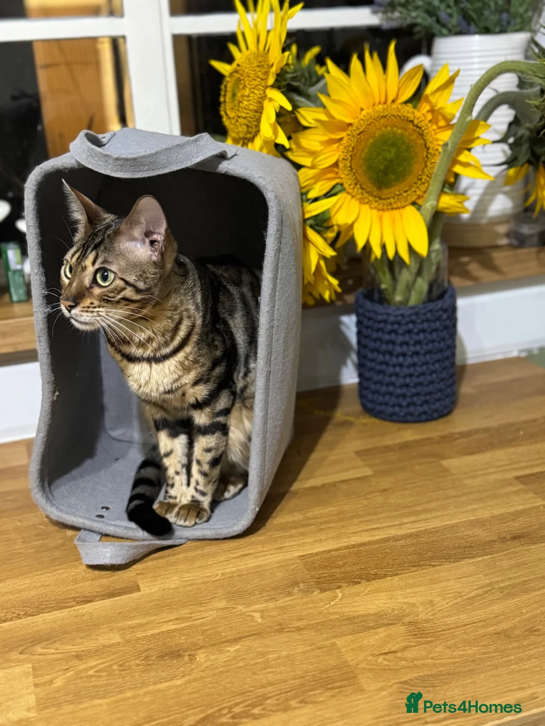 Bengal cats for sale: 2yo TICA Bengal Registered Rosetted Queen  - Advert 1